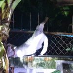 ชลบุรี กู้ภัยเร่งช่วยนางงาม เจ้าแมวเพศเมียอายุ 2 ปี เล่นซ่อนกระโดดพลาดถูกเหล็กเสียบขาทะลุ หมอและกู้ภัยเร่งช่วยเหลือส่งโรงพยาบาล