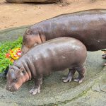 สวนสัตว์เปิดเขาเขียวจัดใหญ่ “ฉลองวันเกิดหมูเด้ง” อายุ 1 ขวบ เด็กเที่ยวฟรี 4 วันเต็ม 10–13 ก.ค.นี้!
