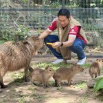 ชลบุรี “สวนสัตว์เปิดเขาเขียว” ต้อนรับสมาชิกใหม่ “ลูกคาปิบารา” 3 ตัวสุดคิวต์ เตรียมตั้งชื่อเร็ว ๆ นี้ รับวันแม่แห่งชาติ เด็กและผู้สูงอายุ 60 ปี เข้าฟรี